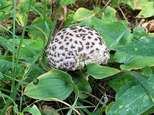 Szyszkowiec łuskowaty