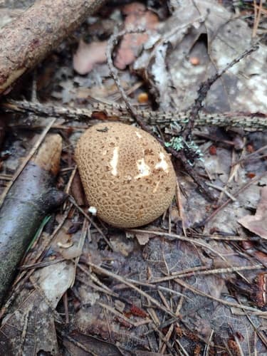 Tęgoskór cytrynowy