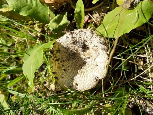 Gołąbek