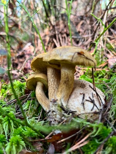 Borowikowiec tęgoskórowy