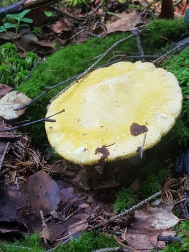 Gołąbek jasnożółty