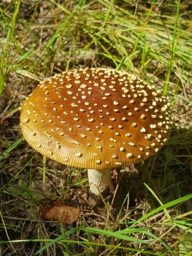 Muchomor królewski