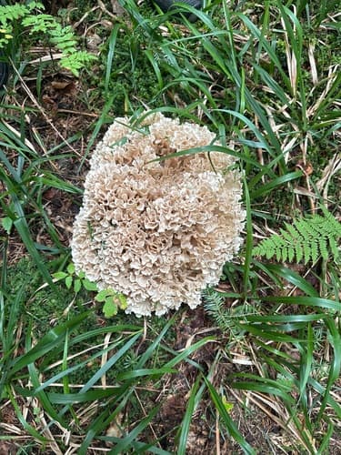 Siedzuń dębowy