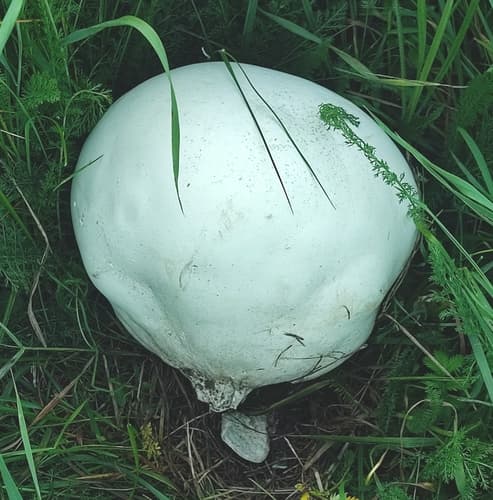 Czasznica olbrzymia