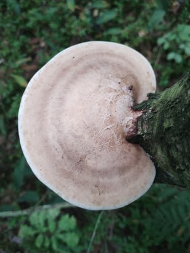 Białoporek brzozowy