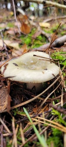 Gołąbek białozielonawy