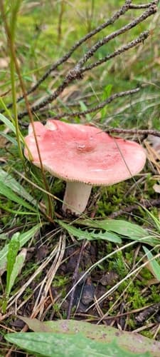 Gołąbek krwisty