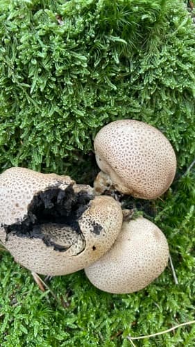 Tęgoskór cytrynowy