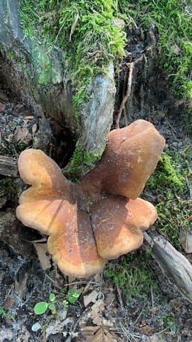 Ponurnik aksamitny