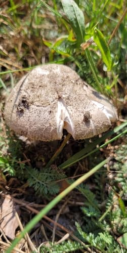 Vaginatae