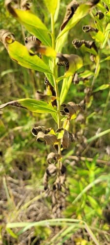 Rhizoctonia