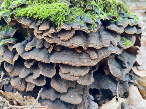 Hymenochaete