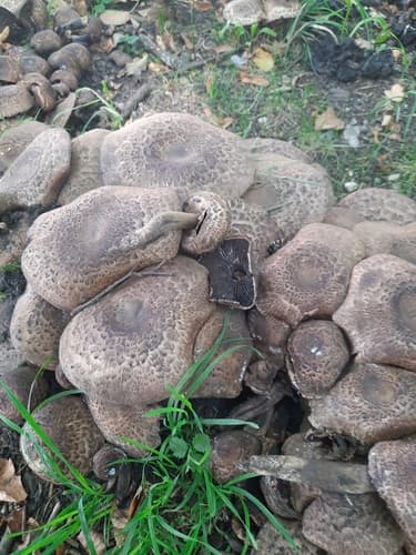 Agaricus bohusii