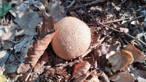 Tęgoskór cytrynowy