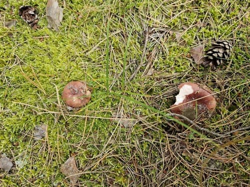 Gołąbek