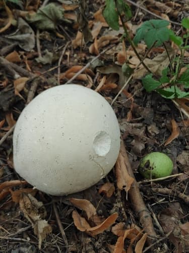 Czasznica olbrzymia