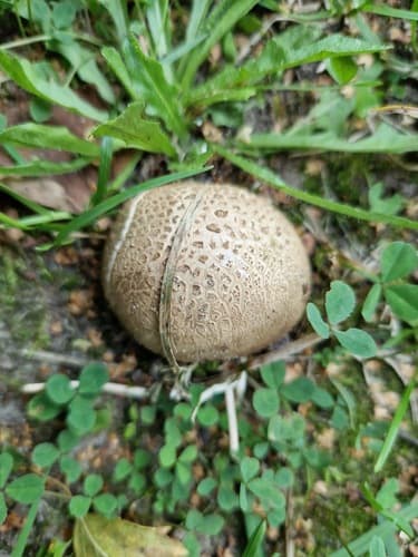 Tęgoskór