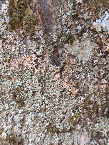 Erythricium aurantiacum