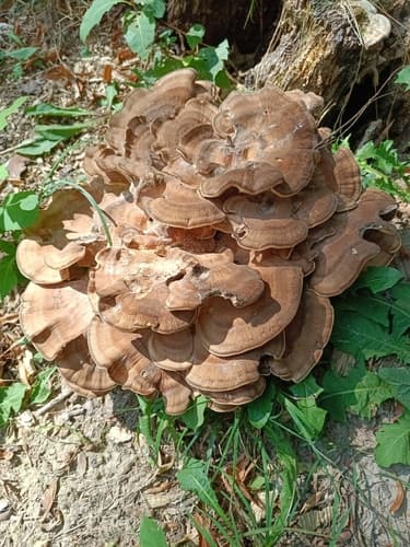 Wachlarzowiec olbrzymi