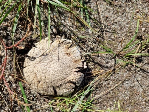 Tęgoskór