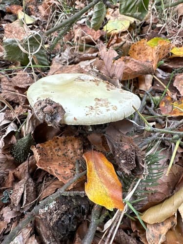 Muchomor cytrynowy