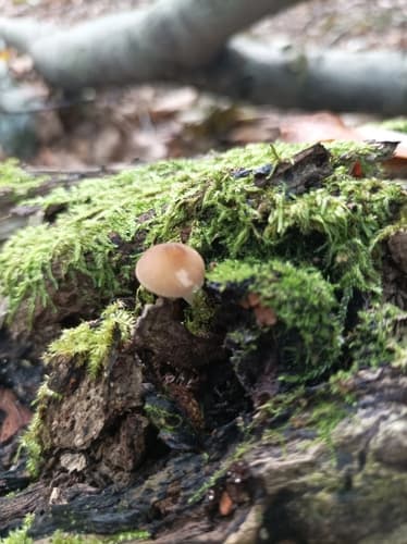 Pluteus plautus