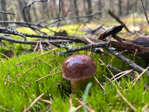 Podgrzybek brunatny