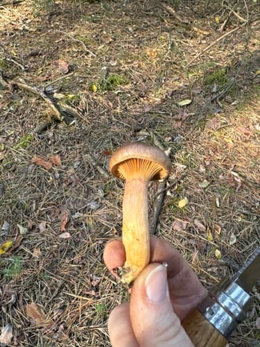 Chroogomphus