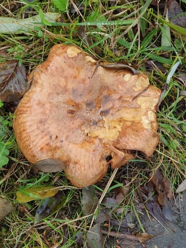 Krowiak podwinięty