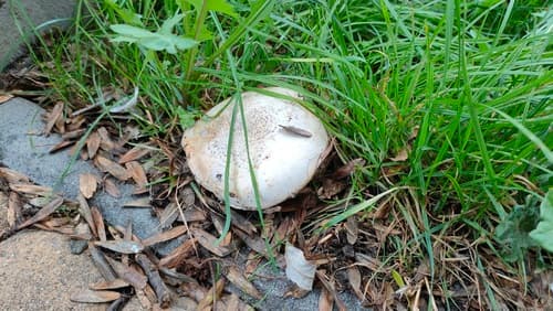 Pieczarka