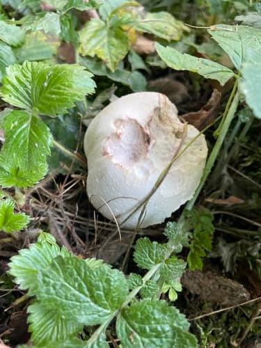 Czasznica olbrzymia