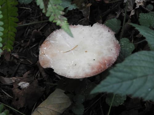 Pieczarkowce
