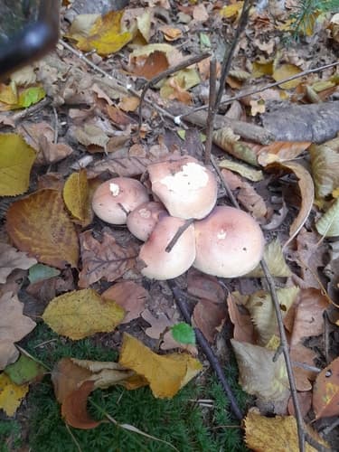 Agaricineae