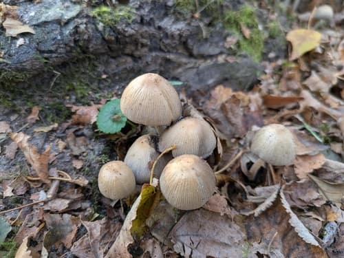 Coprinellus