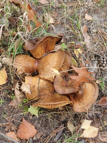 Krowiak podwinięty