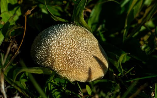 Purchaweczka spłaszczona