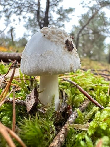 Muchomor cytrynowy
