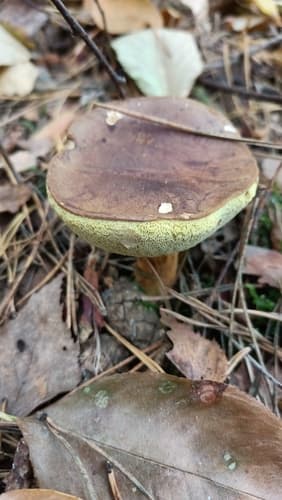 Podgrzybek brunatny