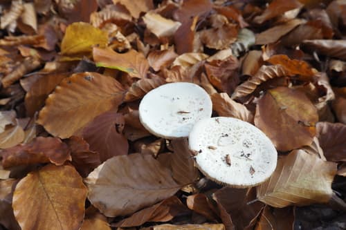 Muchomor cytrynowy