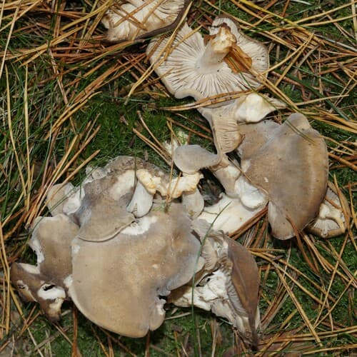 Lejkówka szarawa