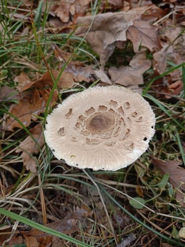 Czubajka
