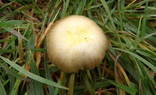 Gnojanka żółtawa