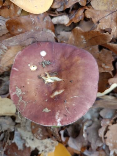Gołąbek wyborny
