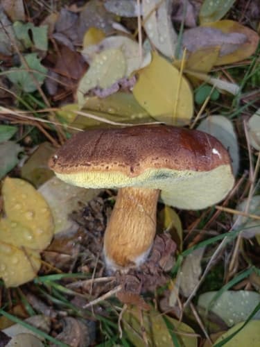Podgrzybek brunatny