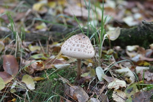 Czubajka