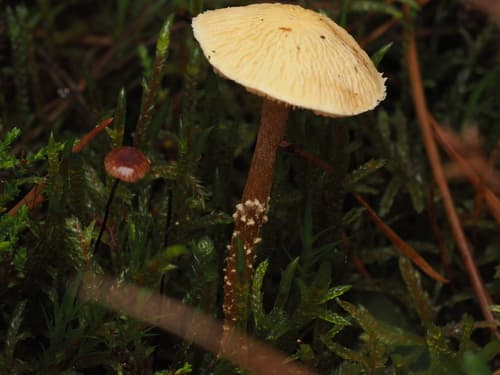 Cystoderma