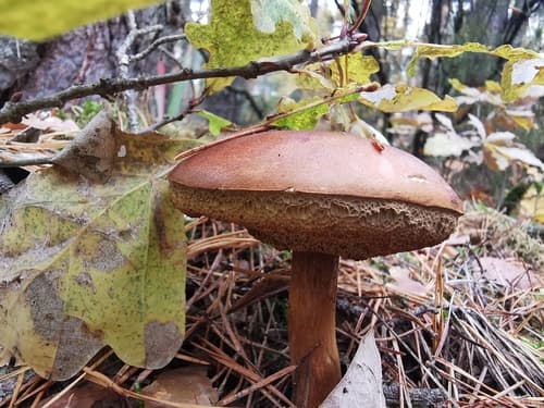 Podgrzybek brunatny