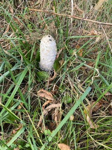 Czernidłak kołpakowaty