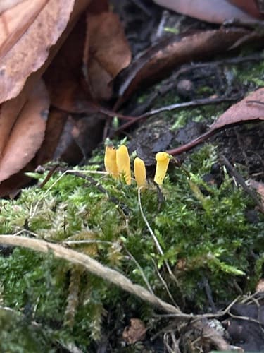 Clavulinopsis helvola