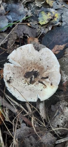 Muchomor cytrynowy